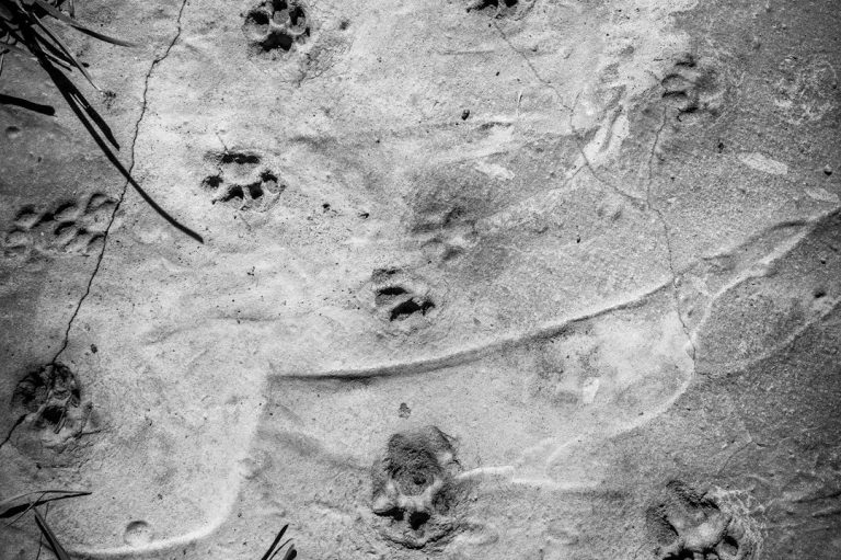 Hundepfoten im Sand als Zeichen der Tierbestattung von Lilium Bestattungen Hamburg
