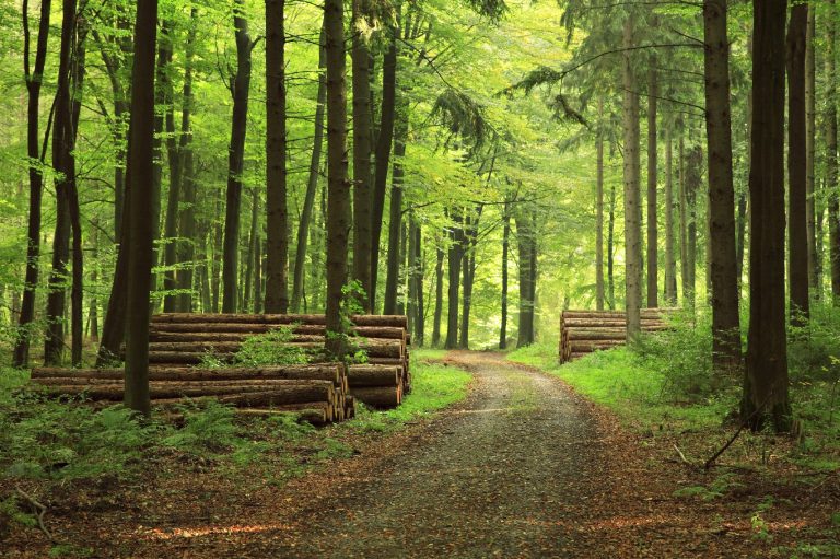 Ein friedlicher Waldweg mit grünen Bäumen als Zeichen für die Naturbestattung von Lilium Bestattungen